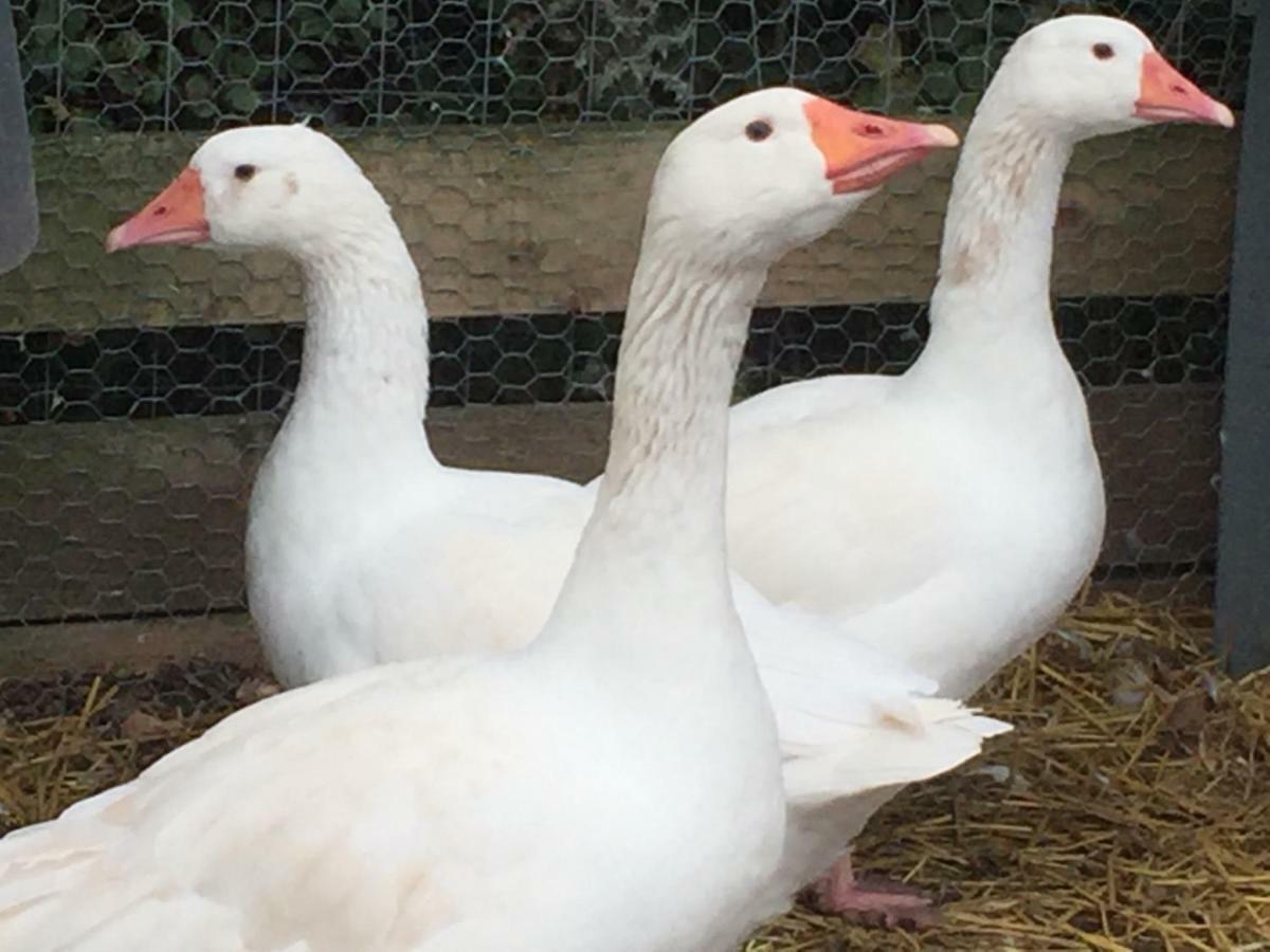 Willow Court Farm Studio South & Petting Farm, 8 Mins From Legoland & Windsor, 15 Mins From Lapland Uk Exterior foto